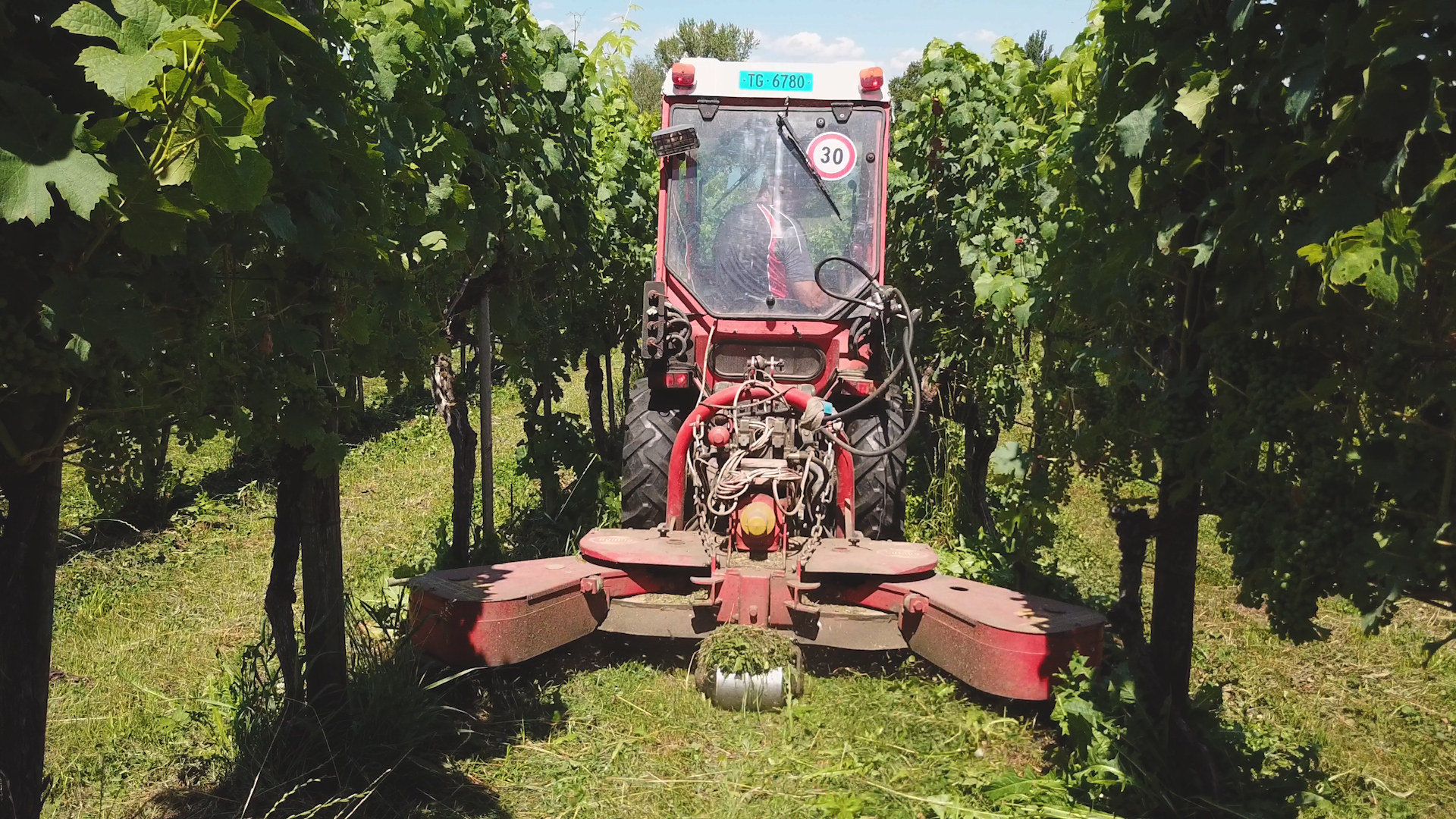 Mulcharbeit mit dem Traktor im Rebberg von Grüninger’s Rebbau